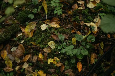 Ormanda yere düşen yapraklar. Sonbahar arkaplanı.