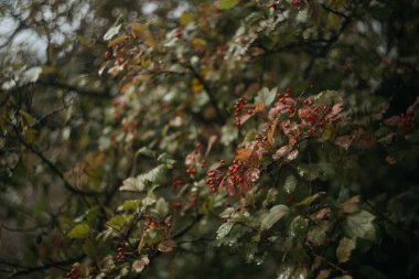 Sonbaharda kızıl dikenli çilek. Seçici odaklanma. Sığ alan derinliği.