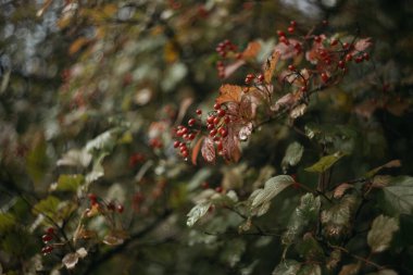 Sonbaharda kızıl dikenli çilek. Seçici odaklanma. Sığ alan derinliği.
