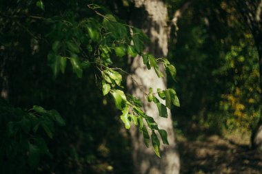 Sonbaharda yeşil çimlerin üzerine çiğ damlalarıyla kurumuş meşe yaprağı.
