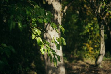 Sonbaharda yeşil çimlerin üzerine çiğ damlalarıyla kurumuş meşe yaprağı.