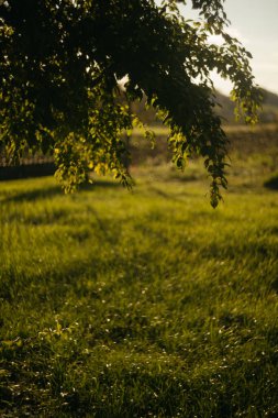 Arka planda sarı yapraklar ve ağaçlar olan sonbahar ormanında yol