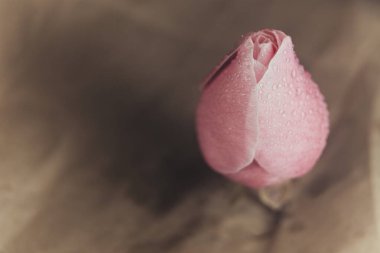 Bej arkaplanda su damlaları olan güzel pembe bir gül..