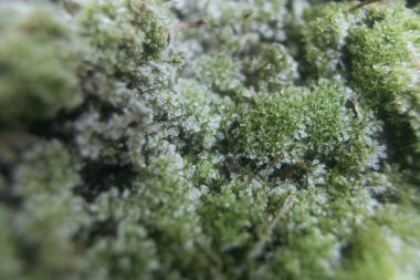 Yosun üzerindeki ayazın makro fotoğrafı