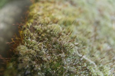 Yosun üzerindeki ayazın makro fotoğrafı