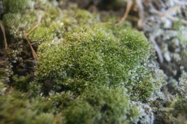 Yosun üzerindeki ayazın makro fotoğrafı