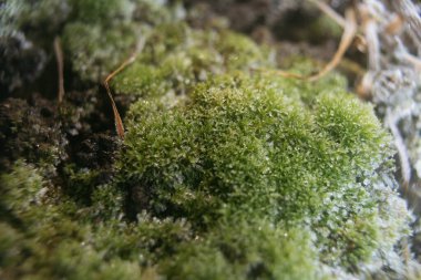 Yosun üzerindeki ayazın makro fotoğrafı