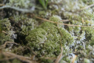 Yosun üzerindeki ayazın makro fotoğrafı
