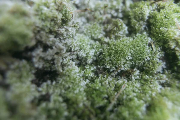 Yosun üzerindeki ayazın makro fotoğrafı