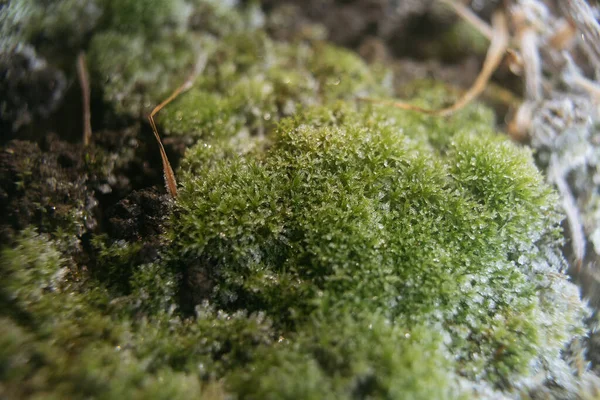 Yosun üzerindeki ayazın makro fotoğrafı