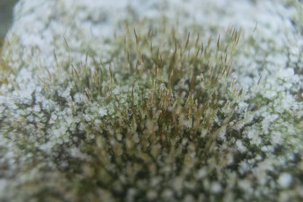 Yosun üzerindeki ayazın makro fotoğrafı