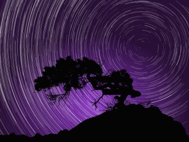 Ağaç aurora ve Polaris yıldızın çevresinde startrails ile gece gökyüzü karşı silüeti. Vektör çizim.