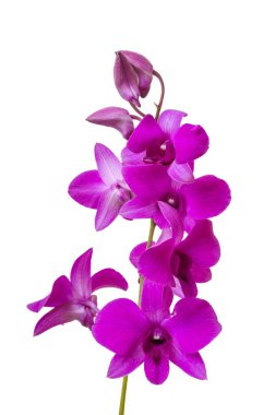 Mor orkide şube blooms ile. Beyaz arka plan üzerinde izole