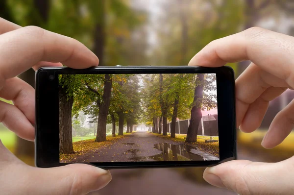 El hombre sostiene el teléfono inteligente y está fotografiando árboles en el parque en otoño — Foto de Stock