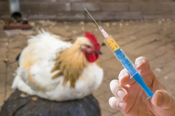 Рука держит шприц и курицу на заднем плане. Антибиотики, вакцинация и тестирование на животных . — стоковое фото