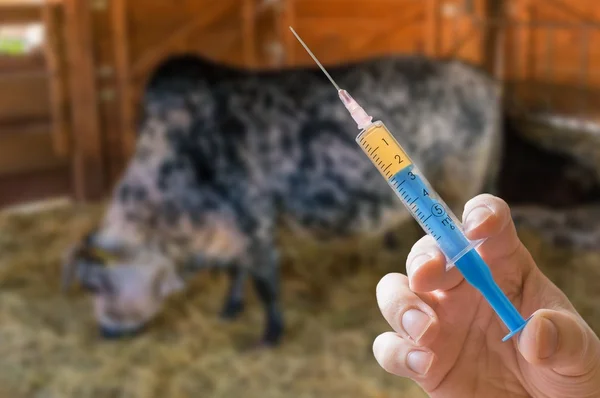獣医の医者では、抗生物質の注射器を手に保持しています。バック グラウンドで牛します。. — ストック写真