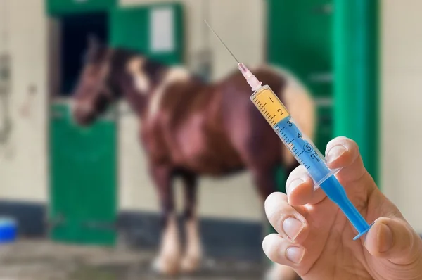 A mão do veterinário mantém a seringa. Cavalo no fundo. Conceito de vacinação . — Fotografia de Stock