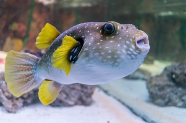 Pufferfish in aquarium. clipart