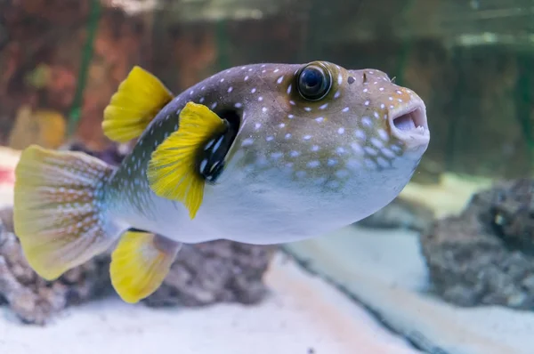 Blåsfisk i akvarium. — Stockfoto