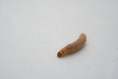 Beyaz arka planda Hint güvesi tırtılı.