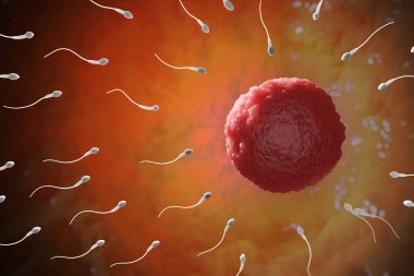 Birçok sperm insan yumurtasına doğru hareket ediyor. 3 Boyutlu resimleme.