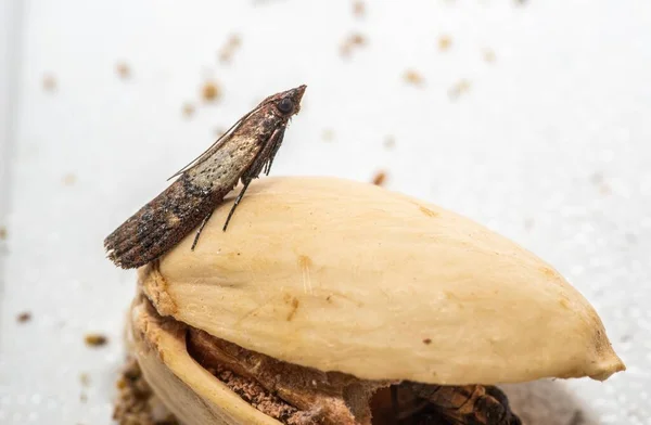 Close View Indian Meal Moth Pistachio Nut — Stock Photo, Image