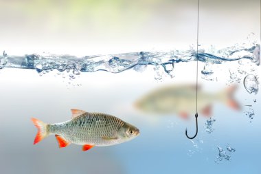 Fishing hook under water and fish rudd clipart