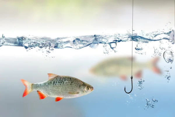 Fishing hook under water and fish rudd — Stock Photo, Image