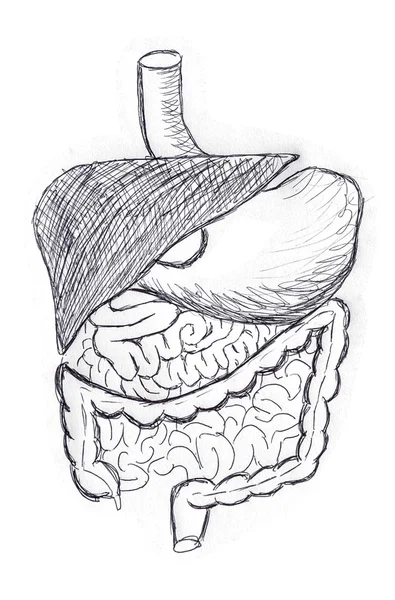 Иллюстрация пищеварительной системы — стоковое фото