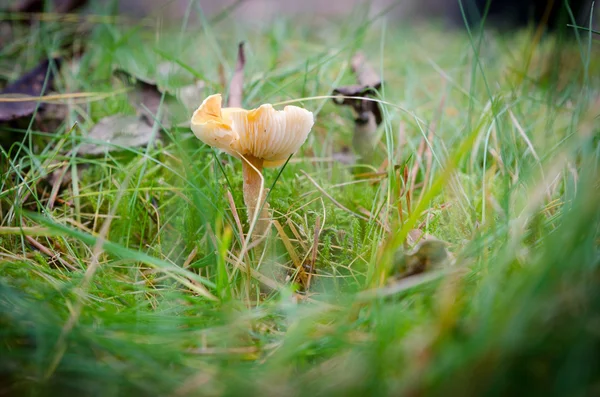 Ein gelber Pilz steht einsam im Wald — Stockfoto