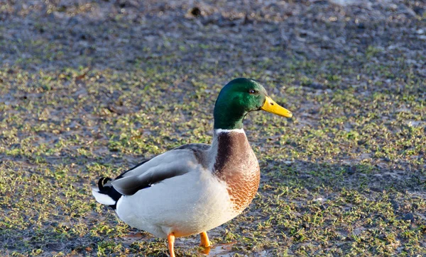 一个美丽的雄性绿头野鸭站在草上 — 图库照片