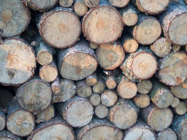 bazı hisse senedi yakacak odun-ecek var olmak ağaç