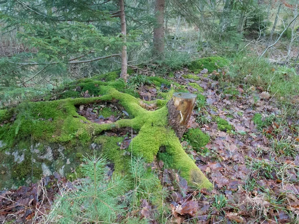 Ein alter Baumstumpf mit Moos — Stockfoto