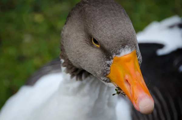 Um ganso sueco é comer grãos — Fotografia de Stock