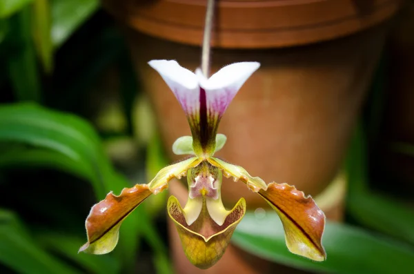 Orquídea Paphiopedilum flor — Foto de Stock