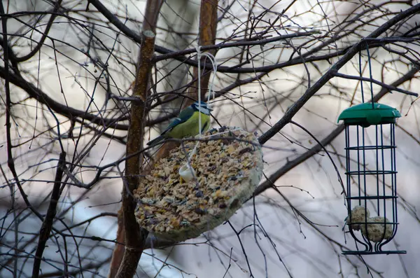 Fütterung des Vogels — Stockfoto