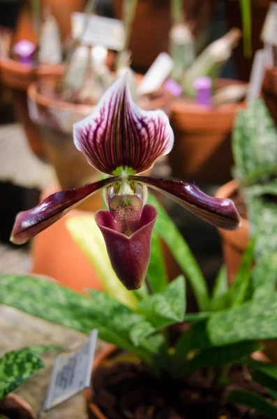 Orquídea púrpura oscura — Foto de Stock