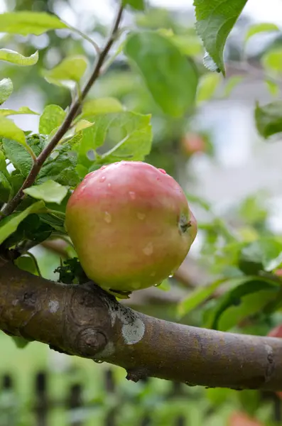 Apple trzy z świeżego jabłka — Zdjęcie stockowe