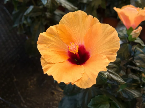 Una hermosa flor amarilla de hibisco familiar — Foto de Stock