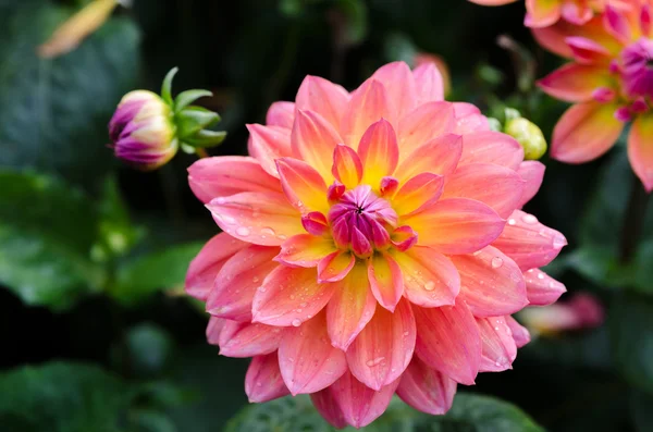 Dahlia My Beverly Stock Photo