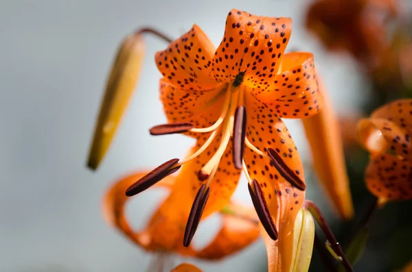 Uma flor encantadora cor de laranja do lírio da família — Fotografia de Stock