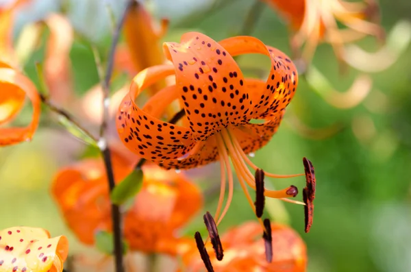 Una flor preciosa naranja de la familia lirio — Foto de Stock