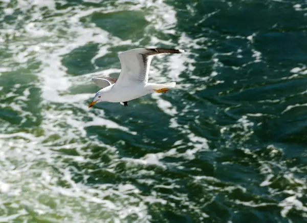 Gaivota sobre o oceano — Fotografia de Stock