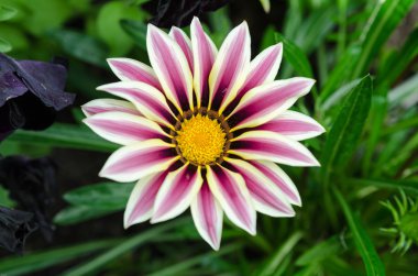 Gazalea güzel çiçek