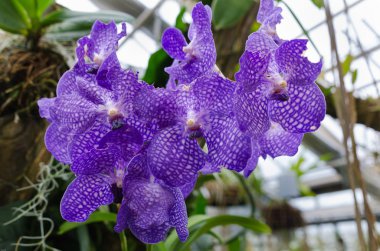 Vanda Coerulea