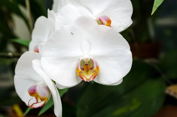 Orquídea blanca — Foto de Stock