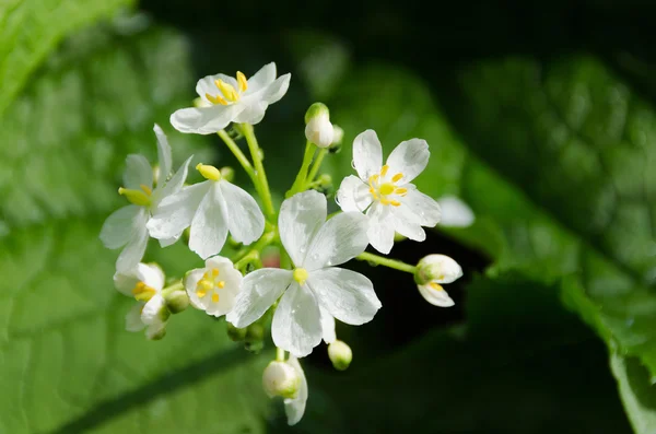 Difileia Cymosa — Foto de Stock