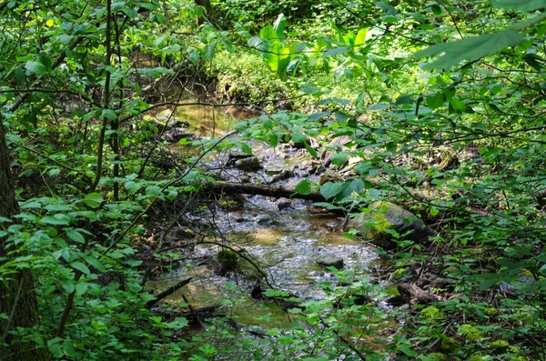 Wasser im Wald — Stockfoto