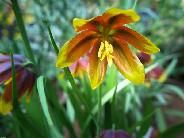 Una hermosa flor — Foto de Stock