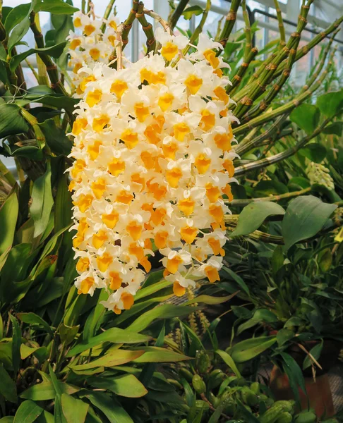 Una orquídea encantadora — Foto de Stock